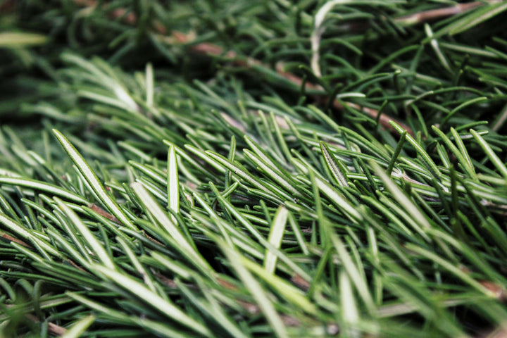 Medíté rosemary oil applied to the scalp