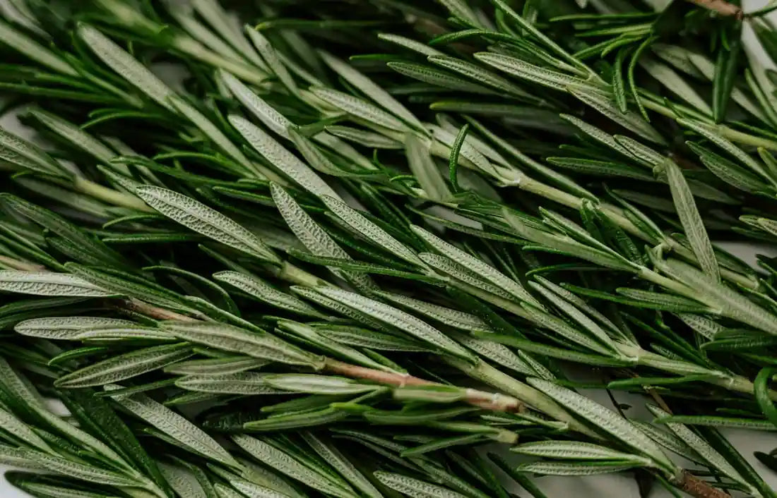 Rosemary