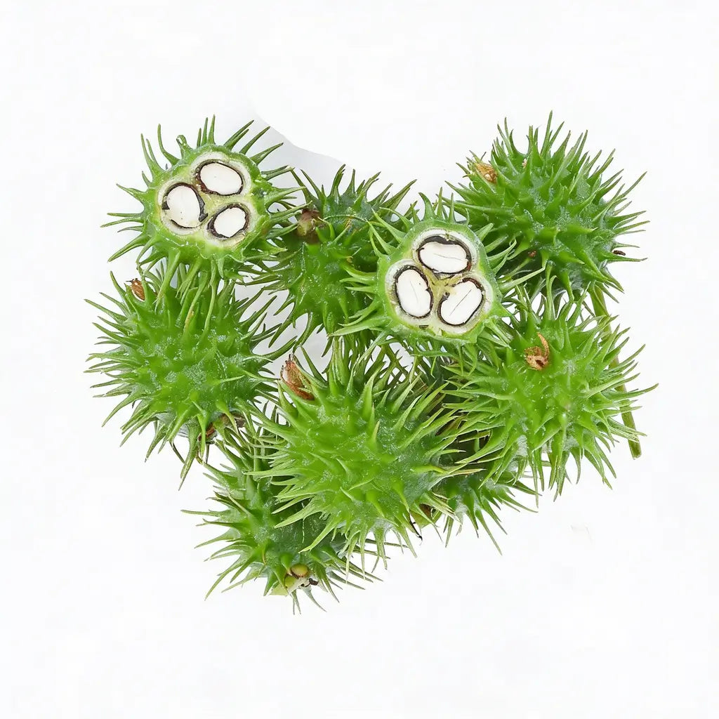 Cold-pressed castor seeds used to make the castor oil in Medité hair growth formula for thicker, stronger hair