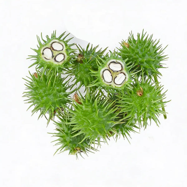 Cold-pressed castor seeds used to make the castor oil in Medité hair growth formula for thicker, stronger hair