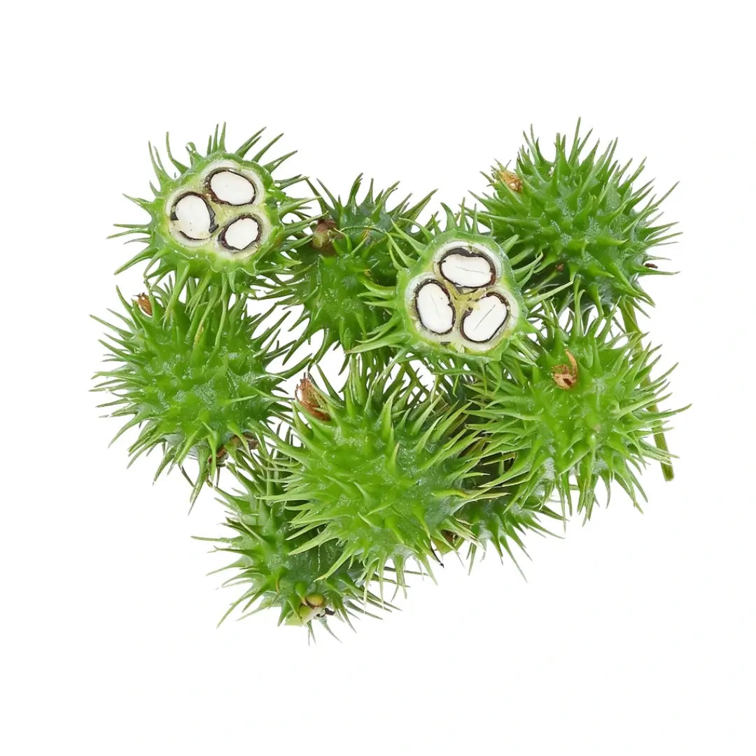 Castor oil in Medíté Invictus seals the hair shaft and thickens strands for thicker, fuller looking hair