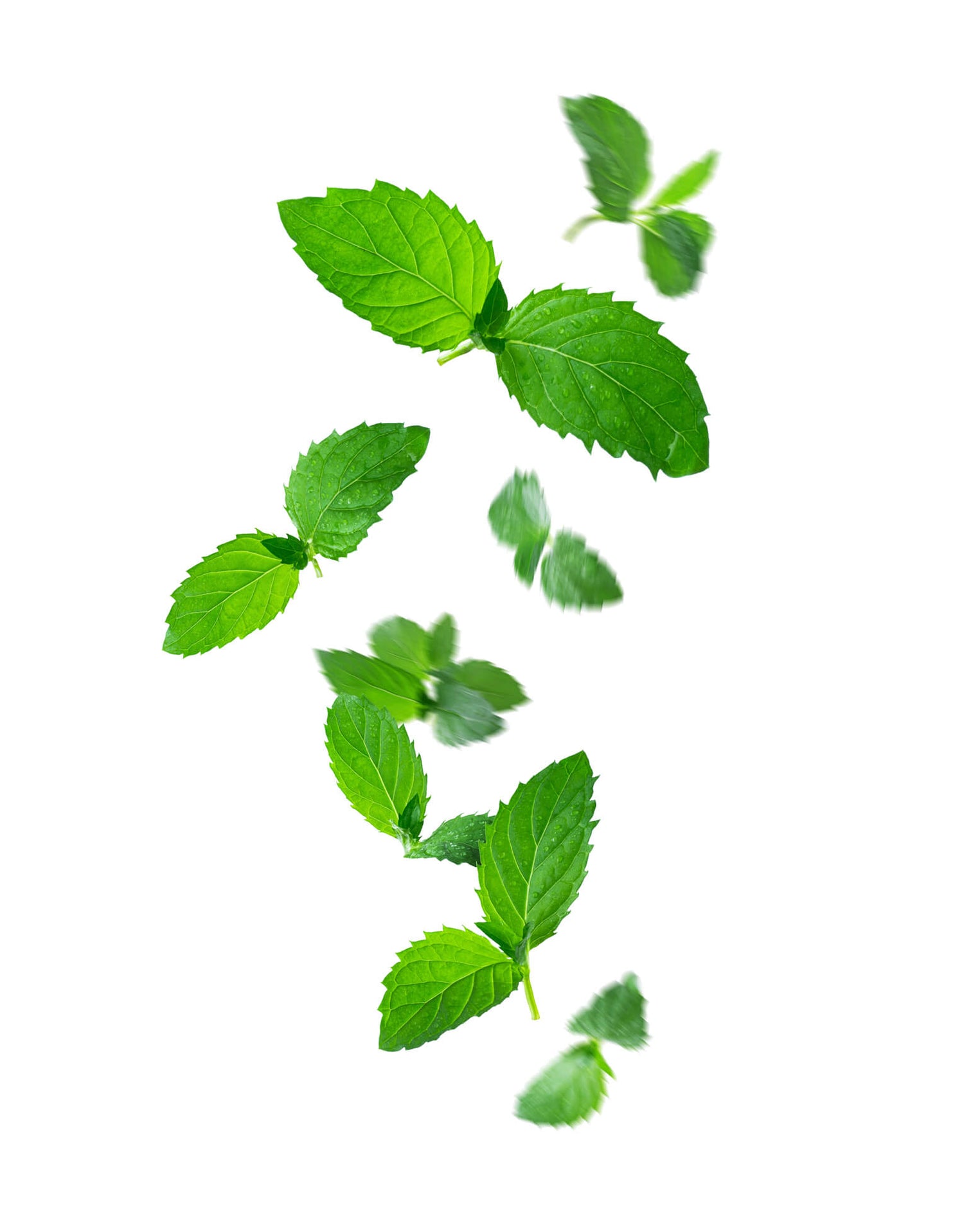 Fresh peppermint used in Medité hair growth oil to stimulate scalp circulation and support healthy follicles
