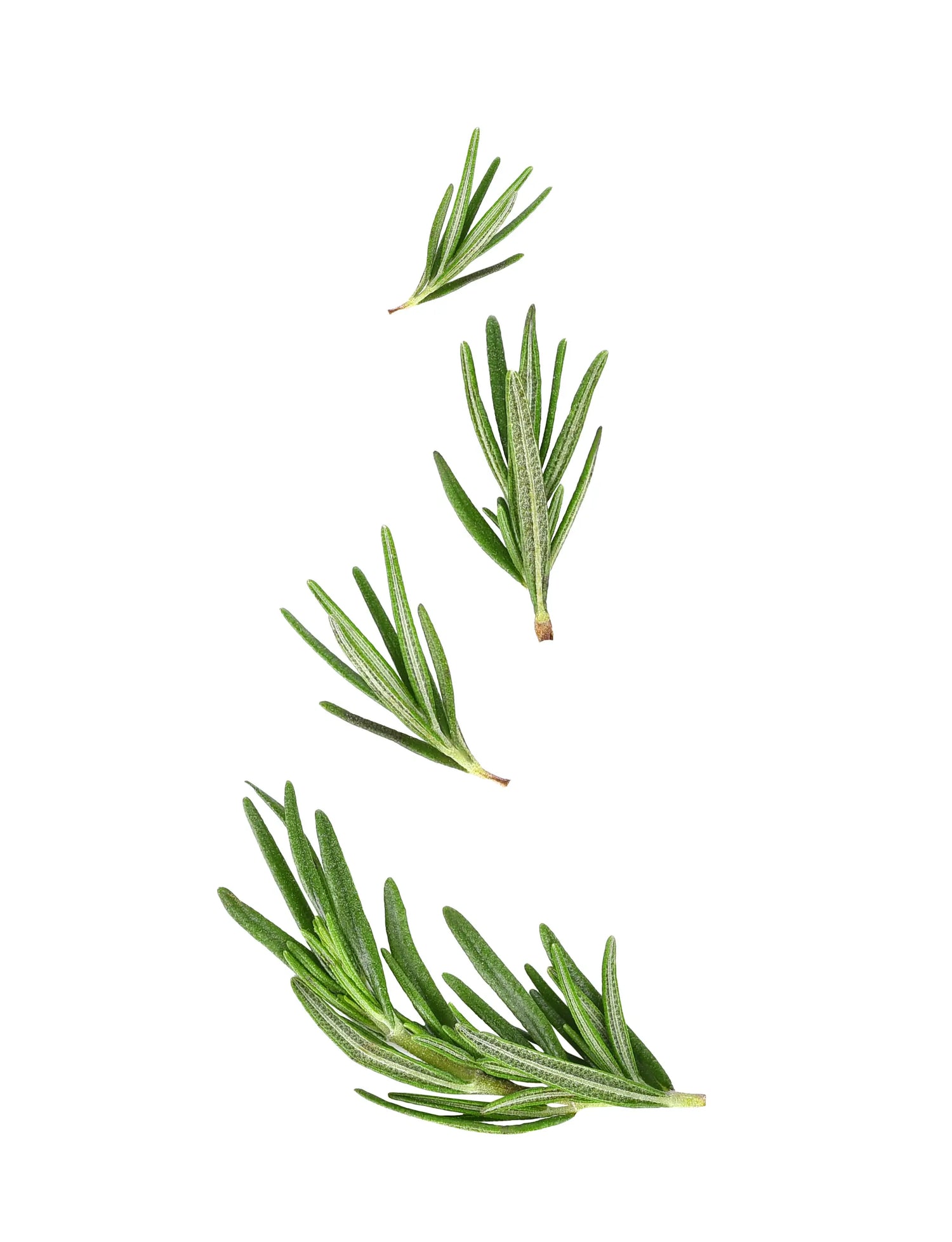 Fresh rosemary used in Medité plant-based hair growth oil to stimulate the scalp and support thicker hair