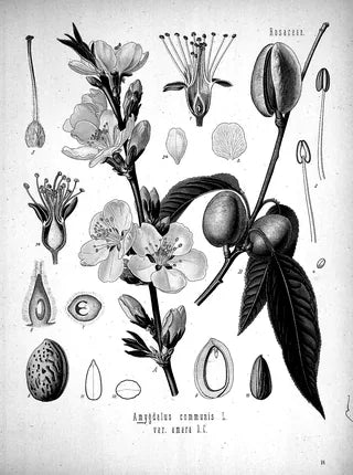 Biotin botanical illustration