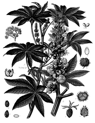 Castor plant botanical illustration