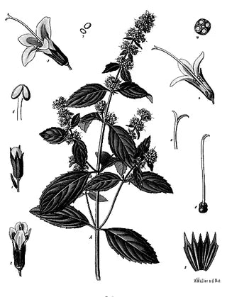 Peppermint botanical illustration