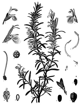 Rosemary botanical illustration
